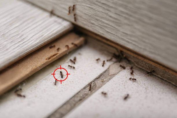 Pest Control for Restaurants in Brenham, TX
